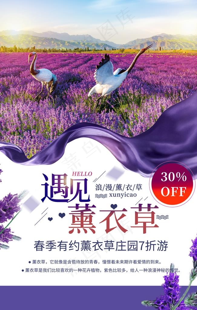薰衣草图片(3544X5315(DPI:300))psd模版下载