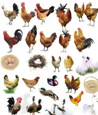 鸡鸭图片