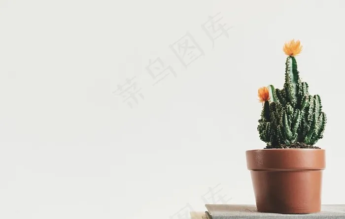 仙人掌多肉盆栽图片