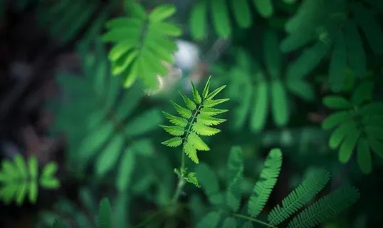 拍摄素材图片 拍摄素材图片