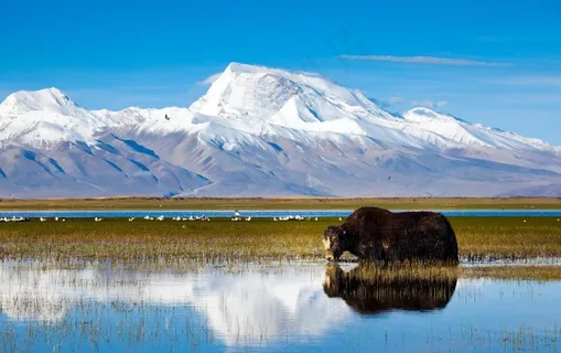 神山圣湖牦牛图片