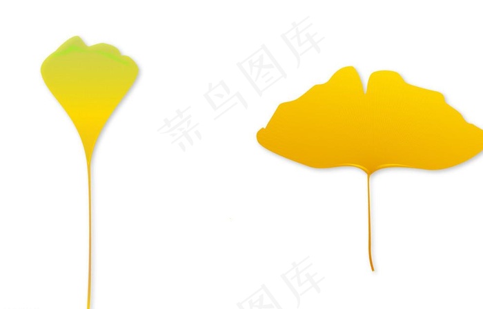 银杏叶图片ai矢量模版下载