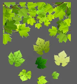 矢量枫叶 葡萄叶图片