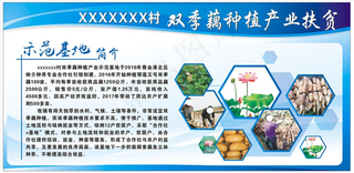 莲藕种植基地图片