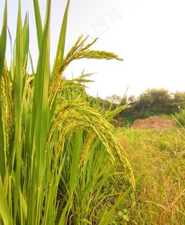稻谷 稻田图片