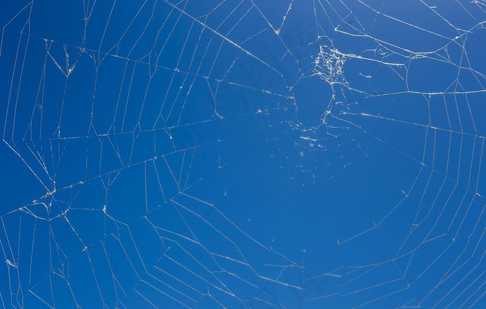 蜘蛛网在阳光下图片