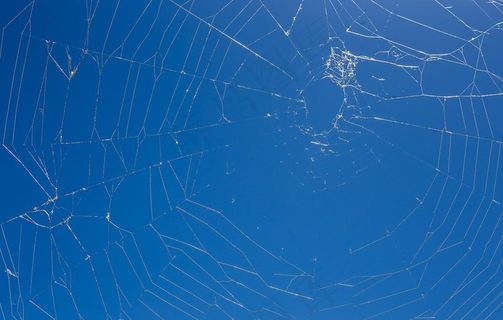 蜘蛛网在阳光下图片
