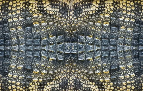 鳄鱼皮纹理图片