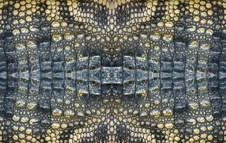 鳄鱼皮纹理图片