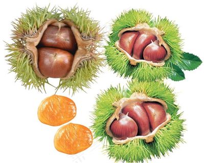 板栗分层素材图片