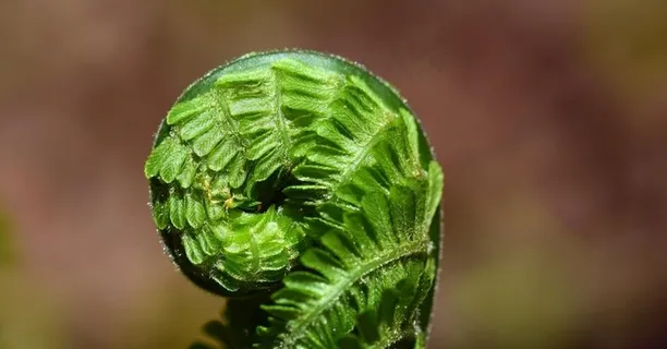 蕨菜图片 蕨菜图片