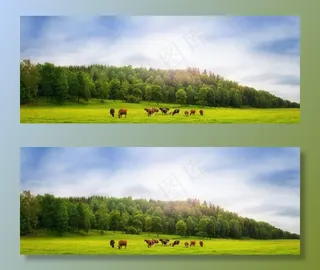 草原牛群风景图片