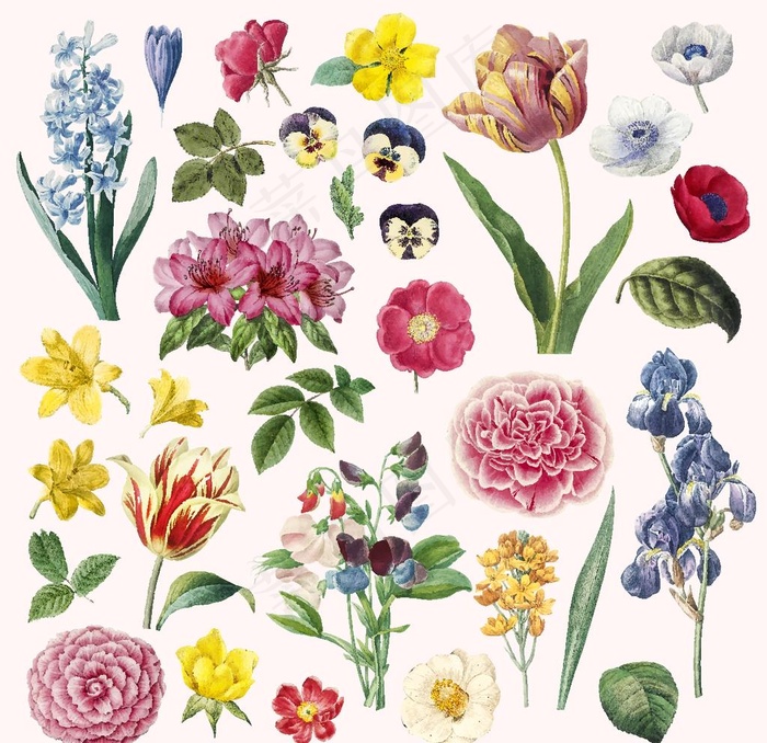 植物复古花卉矢量合集图片