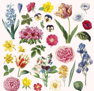 植物复古花卉矢量合集图片