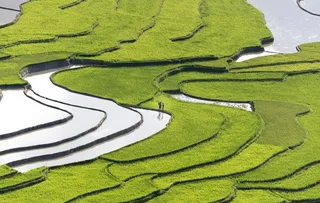 农业 绿色梯田图片