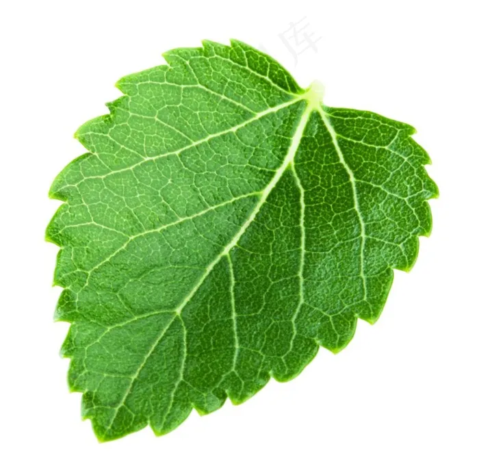 绿叶图片