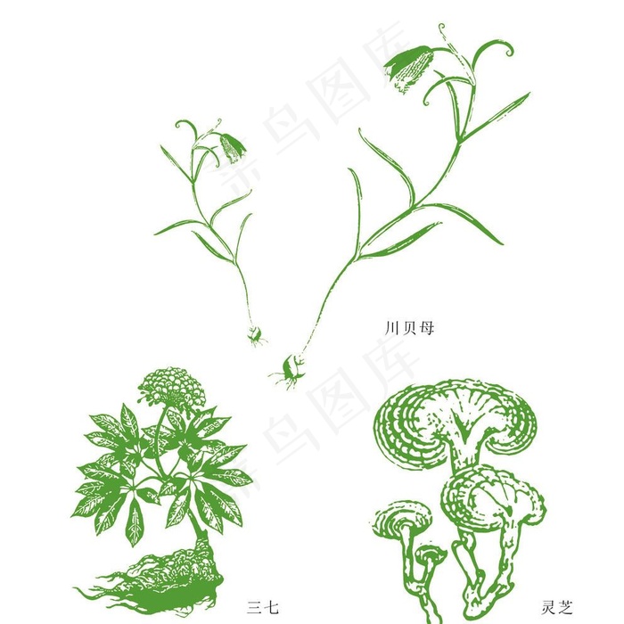 川贝母 三七 灵芝图片ai矢量模版下载