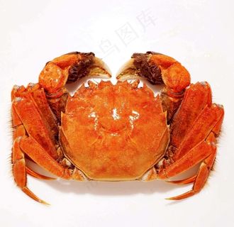 大闸蟹图片