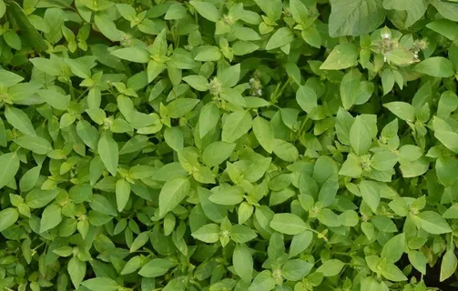 荆芥图片 荆芥图片