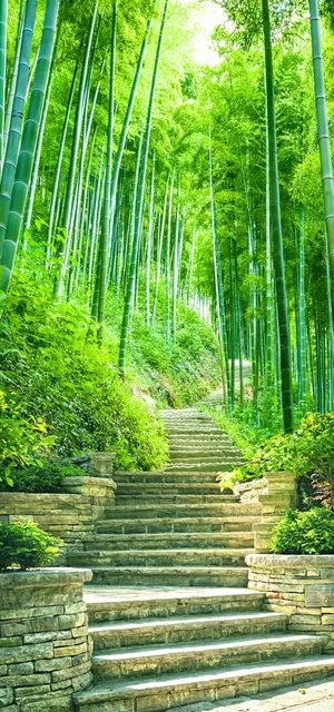 竹林玄关图片 竹林玄关图片