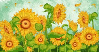 向日葵插画图片