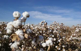 棉花图片