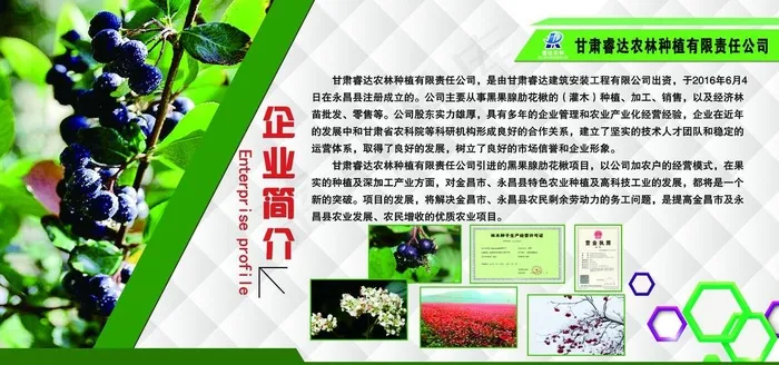 黑果花楸图片