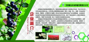 黑果花楸图片