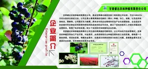 黑果花楸图片
