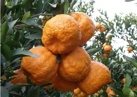 宾川 碰柑图片