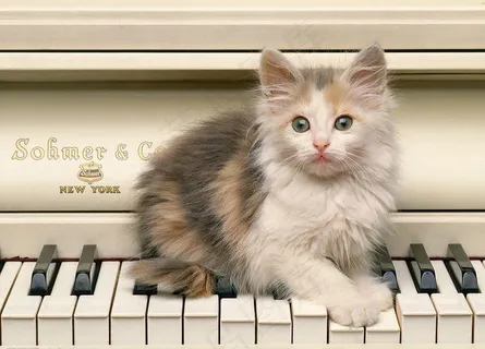 猫猫图片 猫猫图片