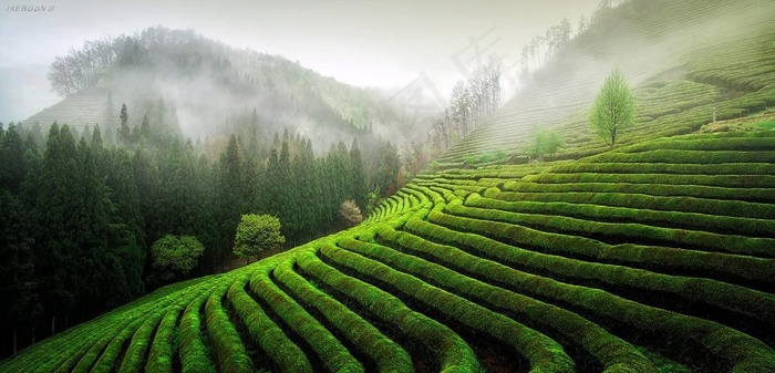 茶山图片
