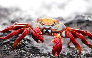 螃蟹图片