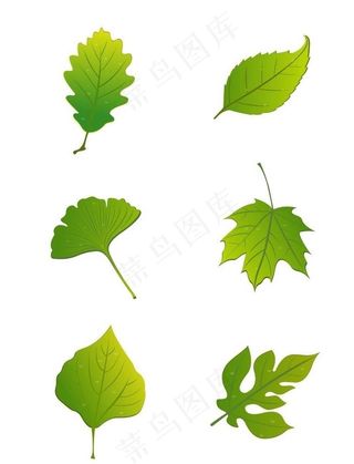 叶子素材图片