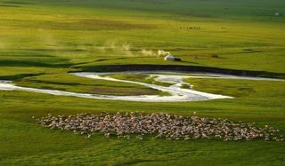 草原牧羊图图片