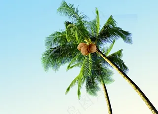 椰子树图片