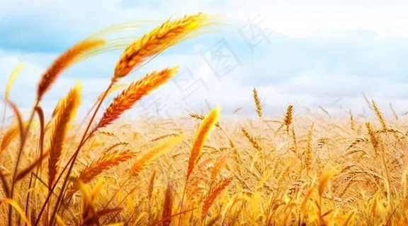 金色麦田图片