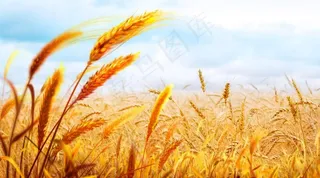 金色麦田图片