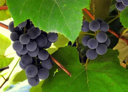 葡萄图片