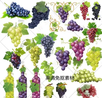 葡萄图片
