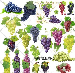 葡萄图片