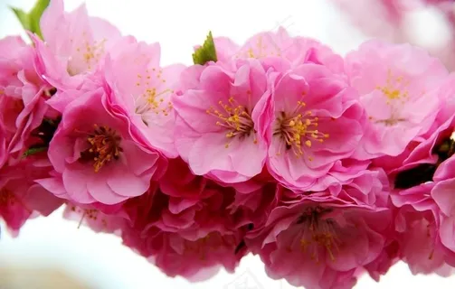 花卉图片 花卉图片