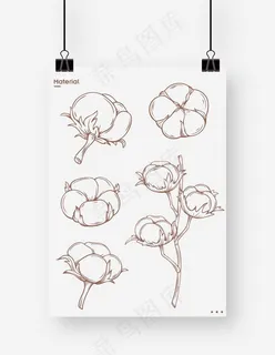 棉花图片 棉花图片