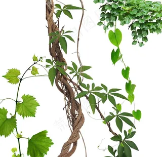 藤蔓图片