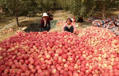 红红的大苹果图片