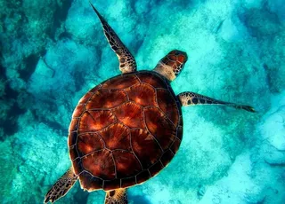 海龟图片