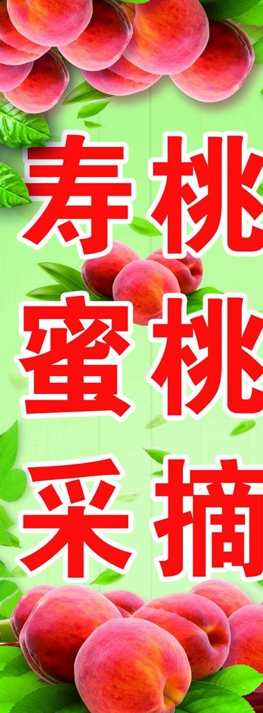 寿桃蜜桃采摘图片