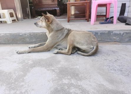 看门的黄色田园犬图片