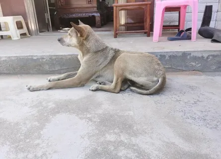 看门的黄色田园犬图片 看门的黄色田园犬图片