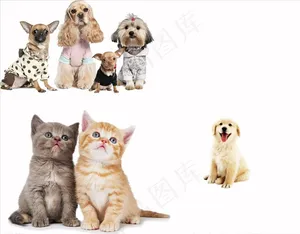 宠物猫狗素材图片